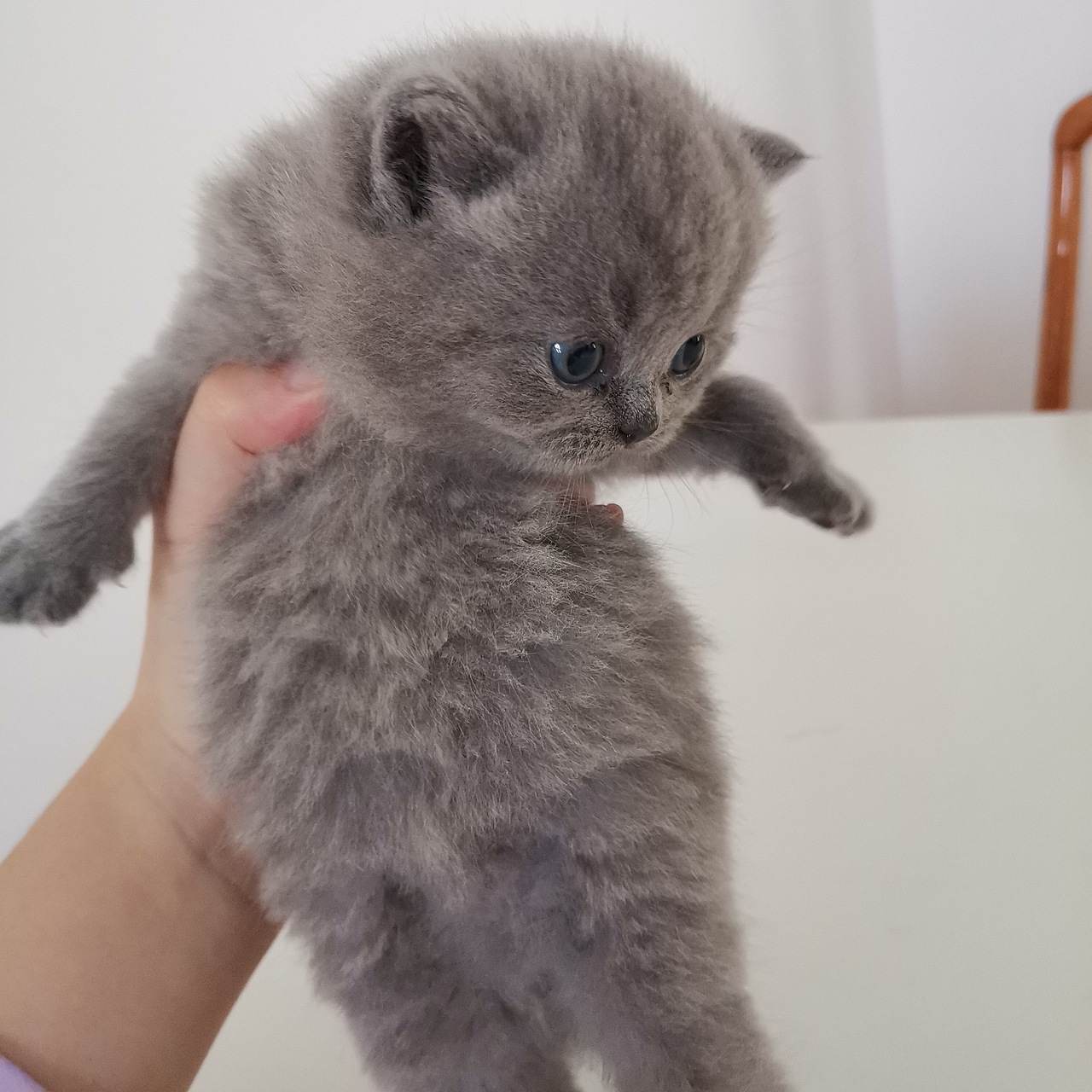 沐米猫舍103英短纯蓝性别公颜色浅英国短毛猫