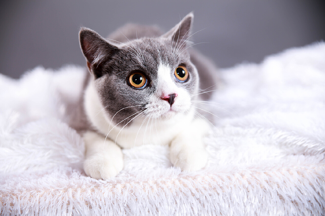 猫 红猫 小猫 - Pixabay上的免费照片 - Pixabay