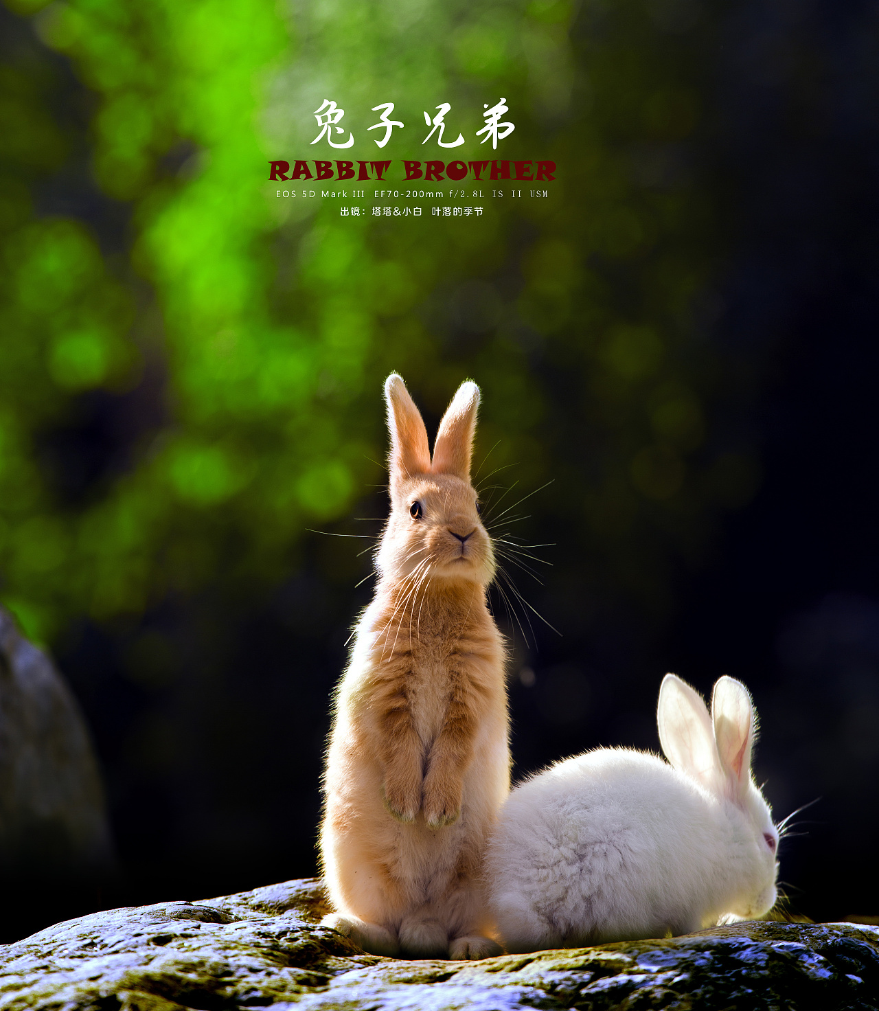 兔子1摄影图__家禽家畜_生物世界_摄影图库_昵图网nipic.com