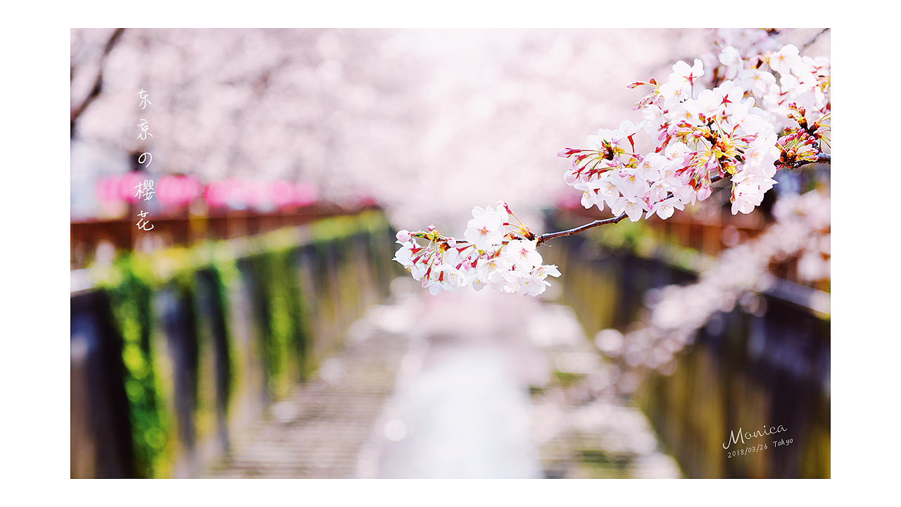 東京の櫻花，爛漫的年華（圖ZMTA5NTA3NjY4） - 風光攝影 - 站酷設計師Miss_Mo原創(chuàng)素材 - 站酷ZCOOL