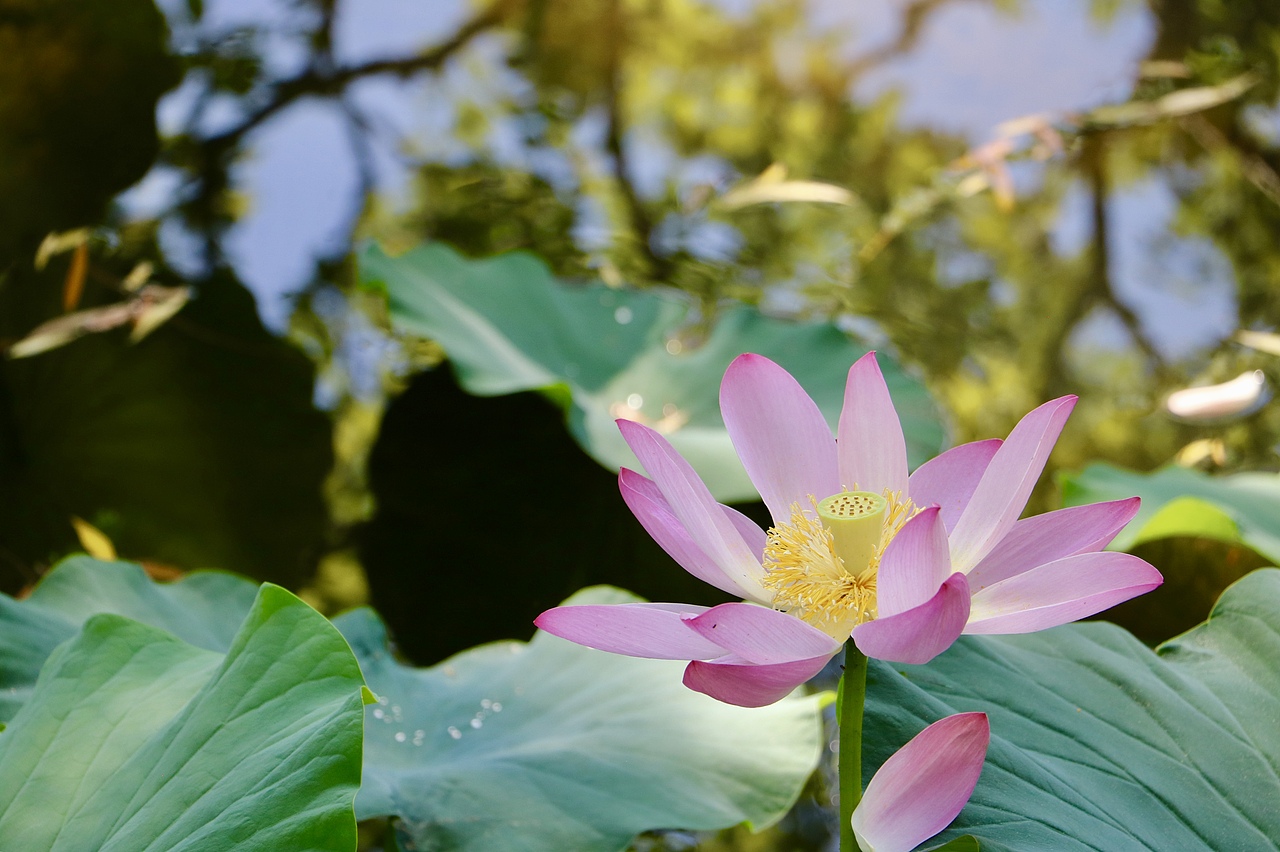 夏荷（图ZMTY0ODkwNTIw） - 产品摄影 - 站酷设计师行走的口袋原创素材 - 站酷ZCOOL