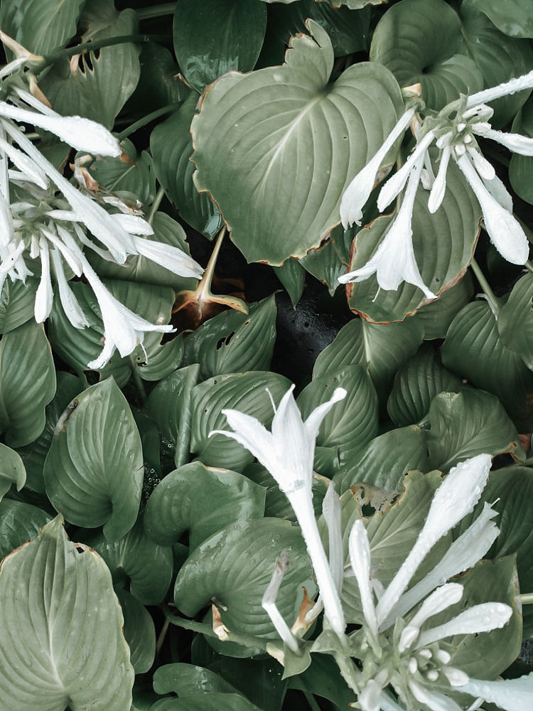 《欲滴》（图ZMTczODA0MjM2） - 产品摄影 - 站酷设计师抹香的鲸原创素材 - 站酷ZCOOL