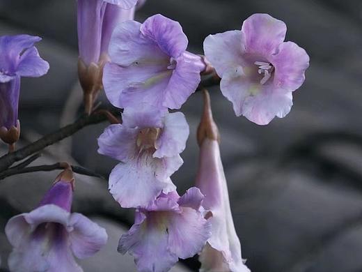 粘土花艺/梧桐花