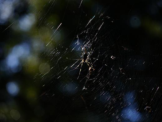 竹林里的蜘蛛（个人主页-ZNTYxMzA5ODA=） - 风光摄影 - 站酷设计师陈持默原创素材 - 站酷ZCOOL