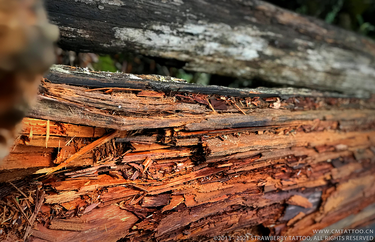 《春种夏生 秋收冬灭》