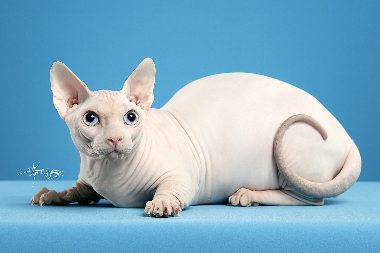 斯芬克斯无毛猫