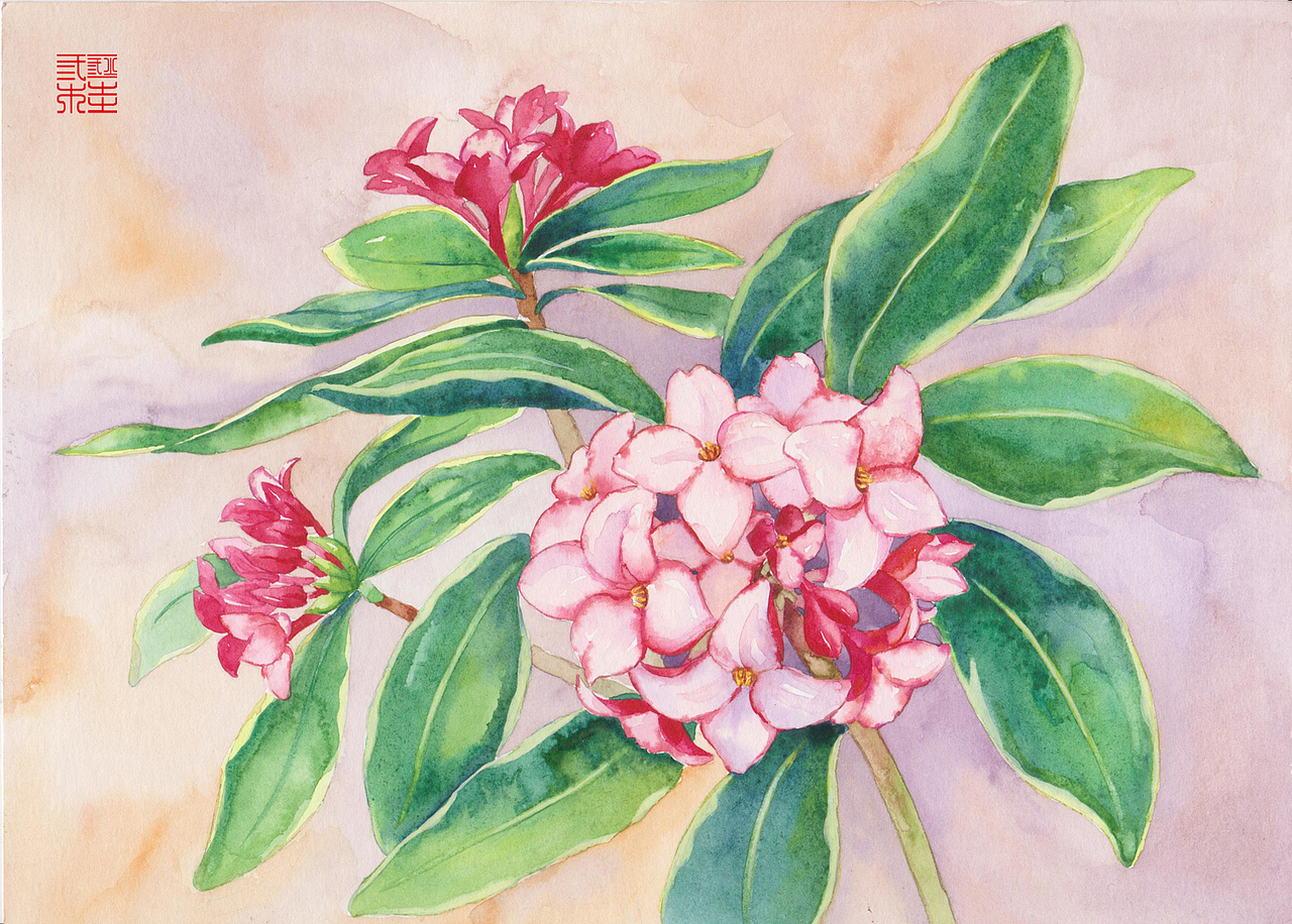《二十四番花信風(fēng)》水彩花卉繪畫技法——瑞香篇（圖ZNTM0NzIzODQ=） - 商業(yè)插畫 - 站酷設(shè)計(jì)師吳都Jasmine原創(chuàng)素材 - 站酷ZCOOL