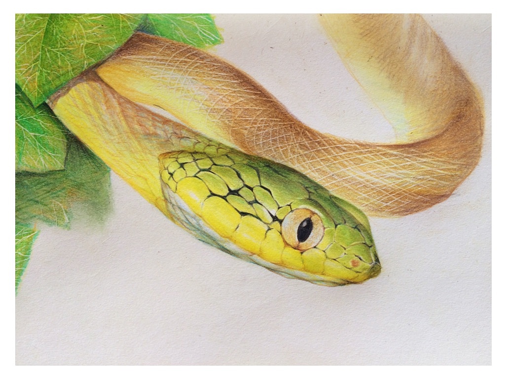 彩铅蛇