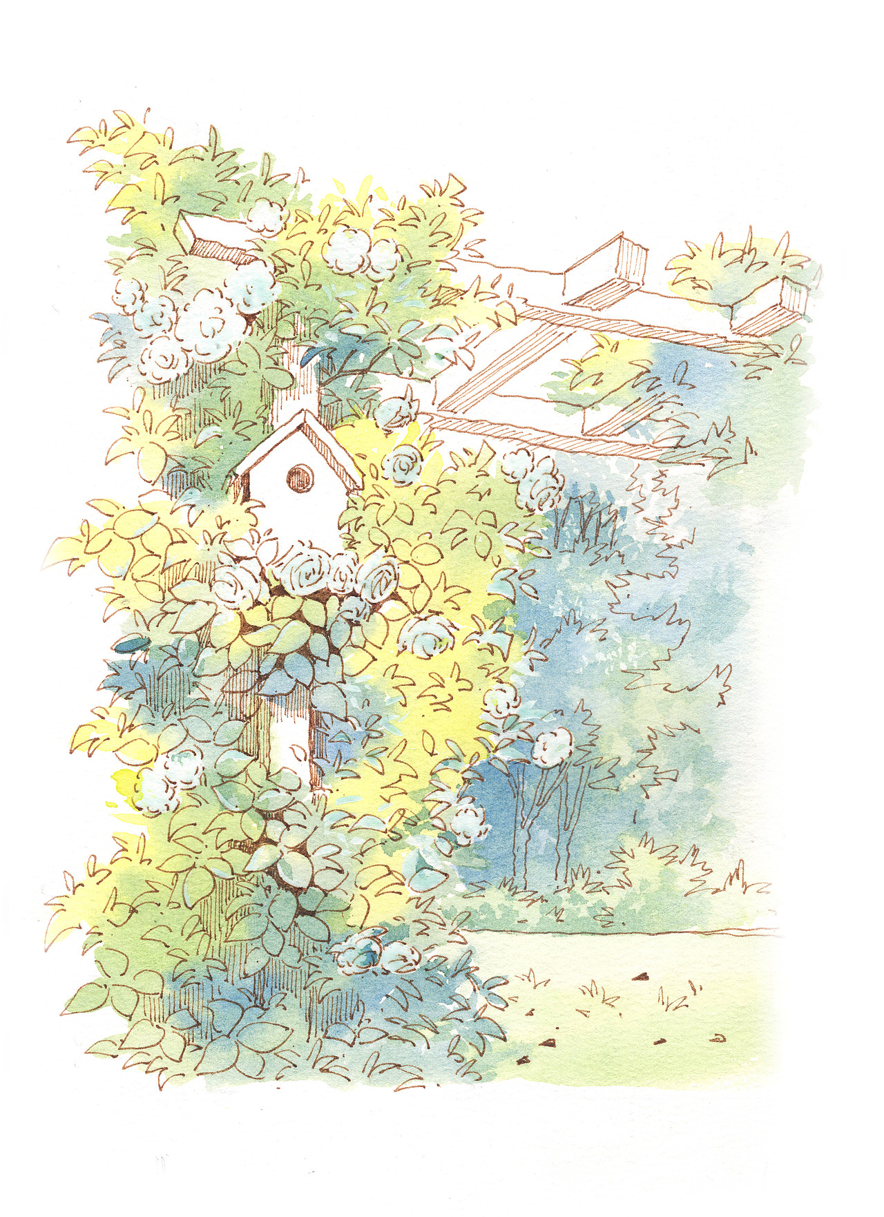 钢笔淡彩|绿植过程图