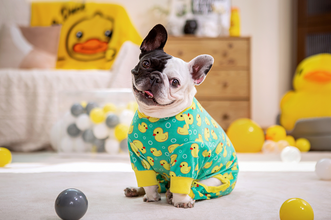 宠物服装视频｜宠物用品拍摄丨亚马逊宠物产品拍摄