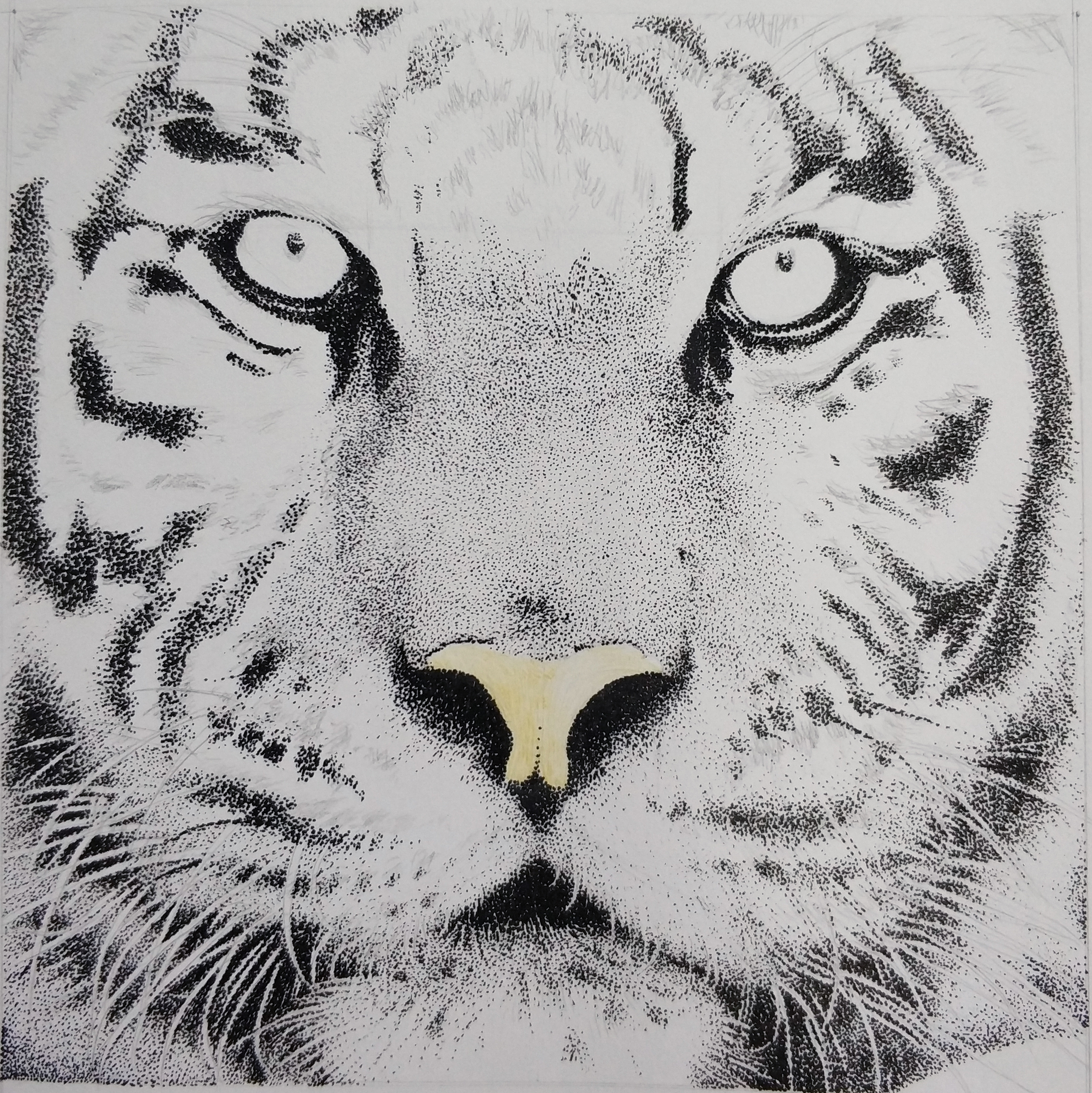 《虎》D_HY（彩铅画）|纯艺术|彩铅|Draw_HY - 原创作品 - 站酷 (ZCOOL)