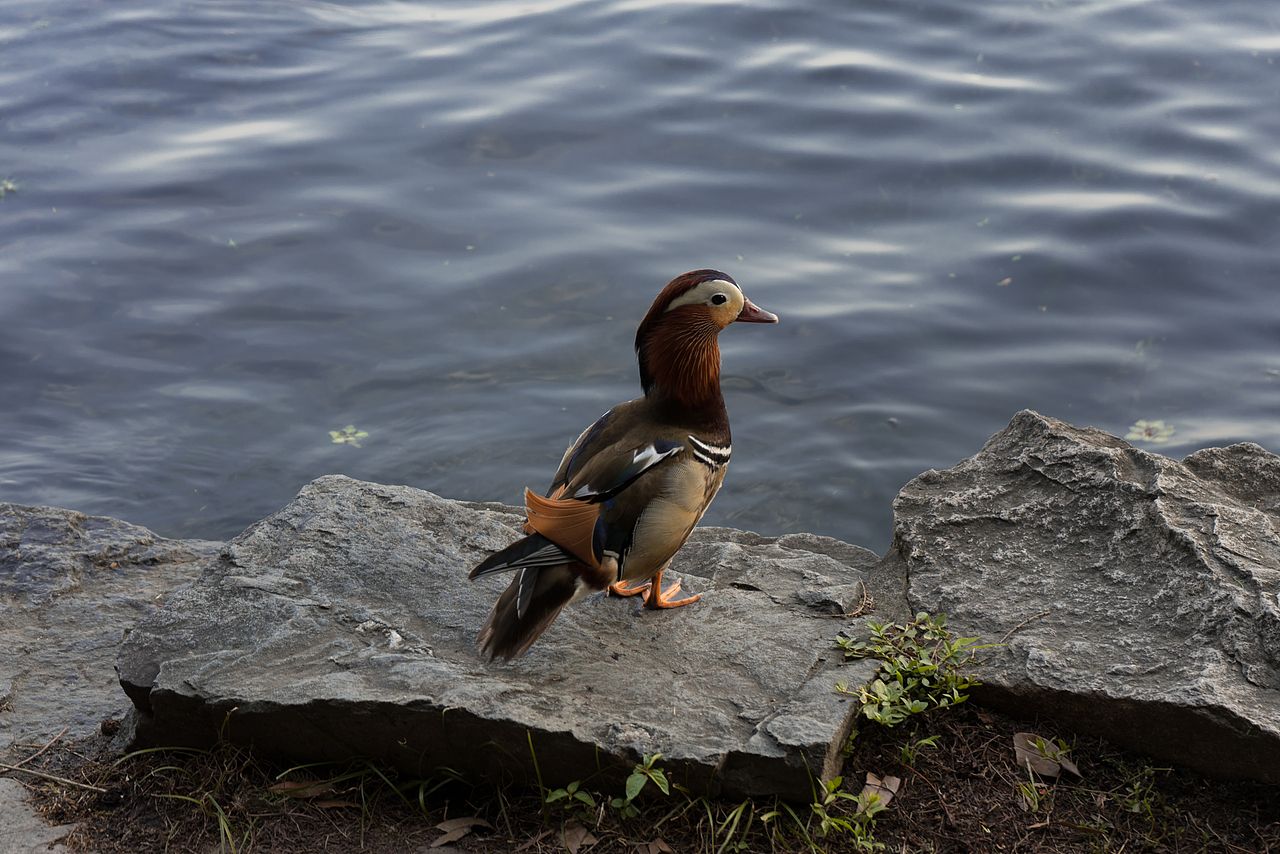 杭州宝石山（图ZMjYwMjcwODQ0） - 风光摄影 - 站酷设计师达达达西瓜原创素材 - 站酷ZCOOL