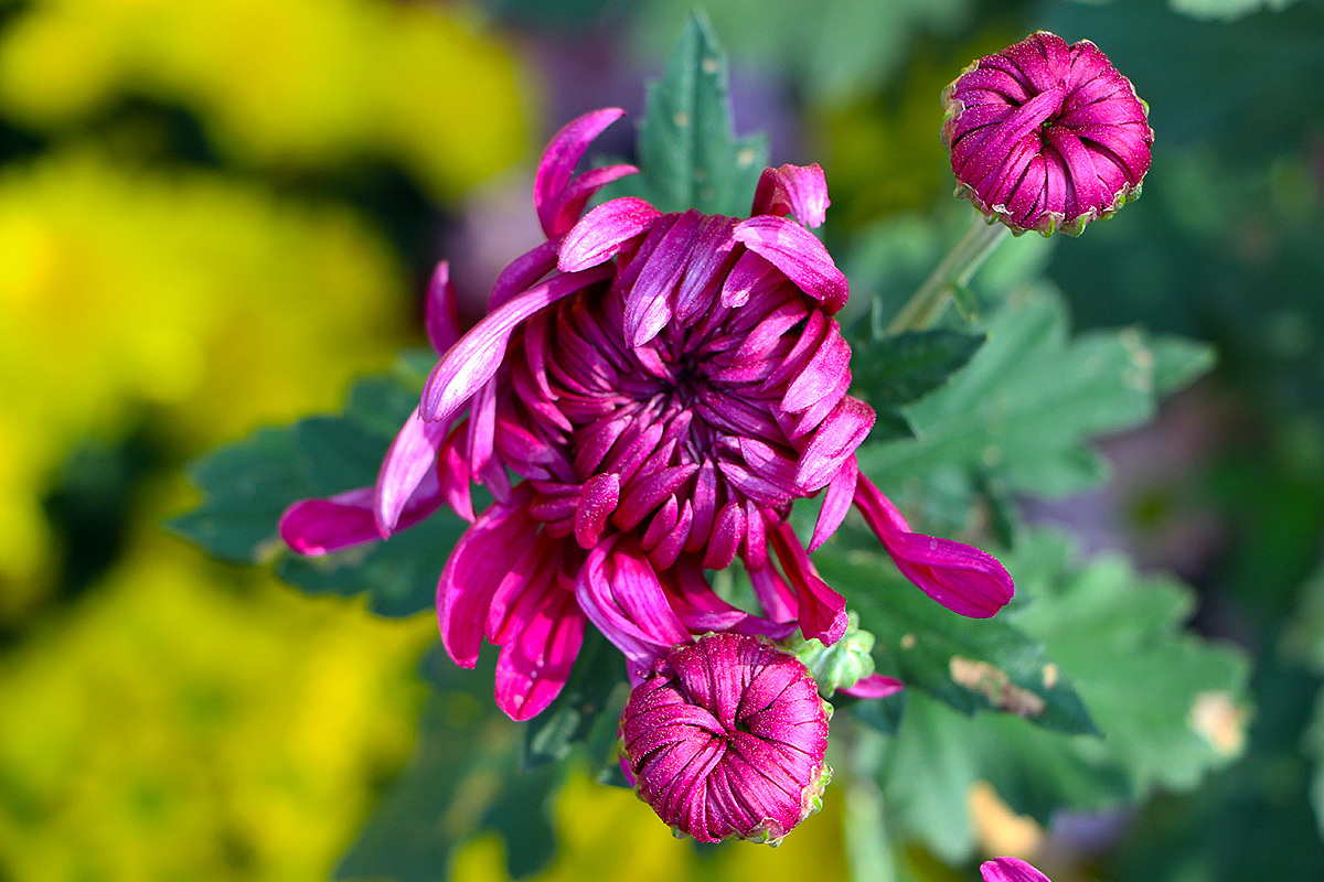 年有花季，人如花期（2）（图ZMjM3NTY4MDg0） - 风光摄影 - 站酷设计师小小样88原创素材 - 站酷ZCOOL