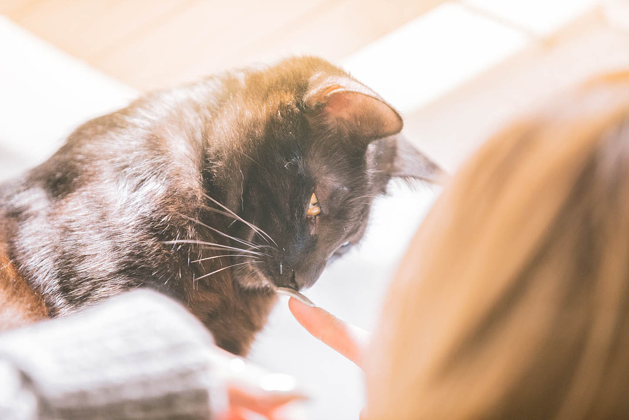 猫咖（图ZNjkyODQ0MTY=） - 宠物摄影 - 站酷设计师xubin1123原创素材 - 站酷ZCOOL