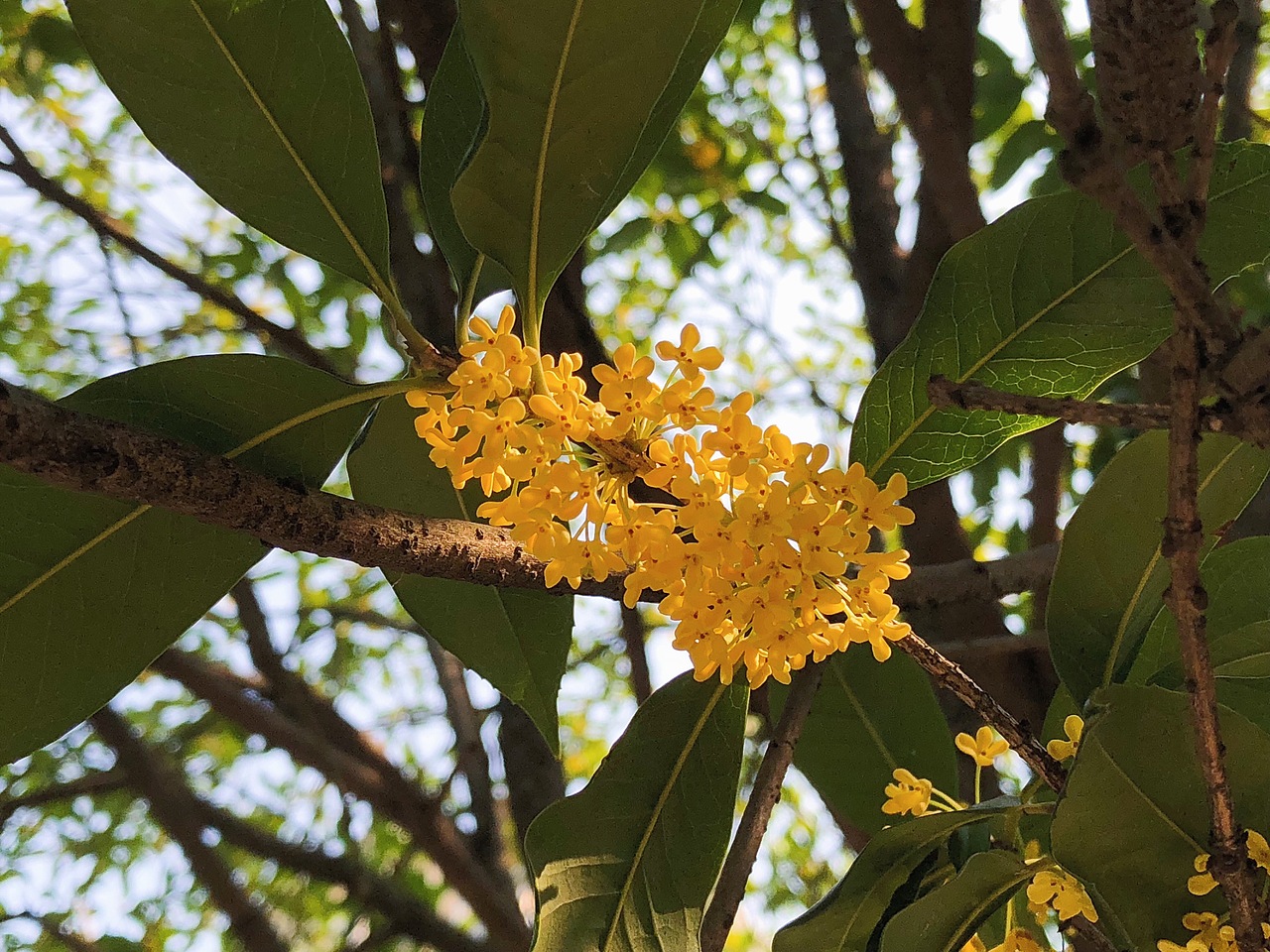 桂花（图ZMTMyMjQzMTk2） - 人文/纪实摄影 - 站酷设计师Lily216原创素材 - 站酷ZCOOL