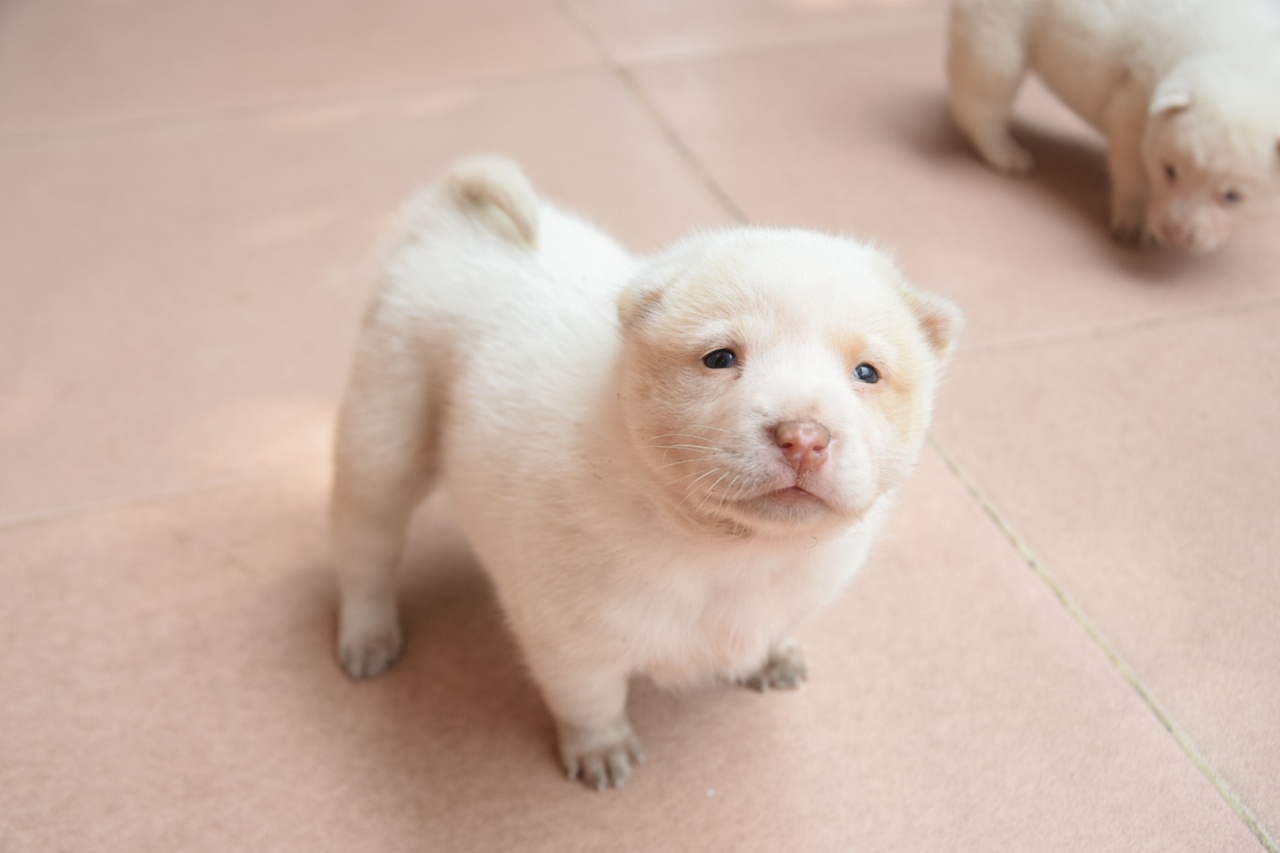 来发一发我家的小萌物,萌得不止一点点,萌得可爱极了.