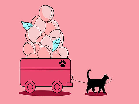 猫的旅行