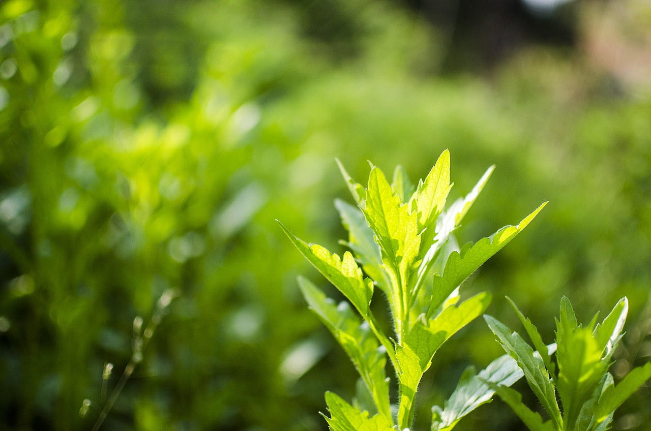今年春天留念几张