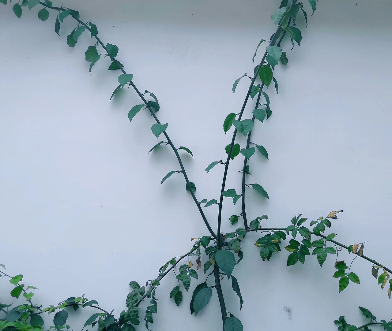 花开花落终有时