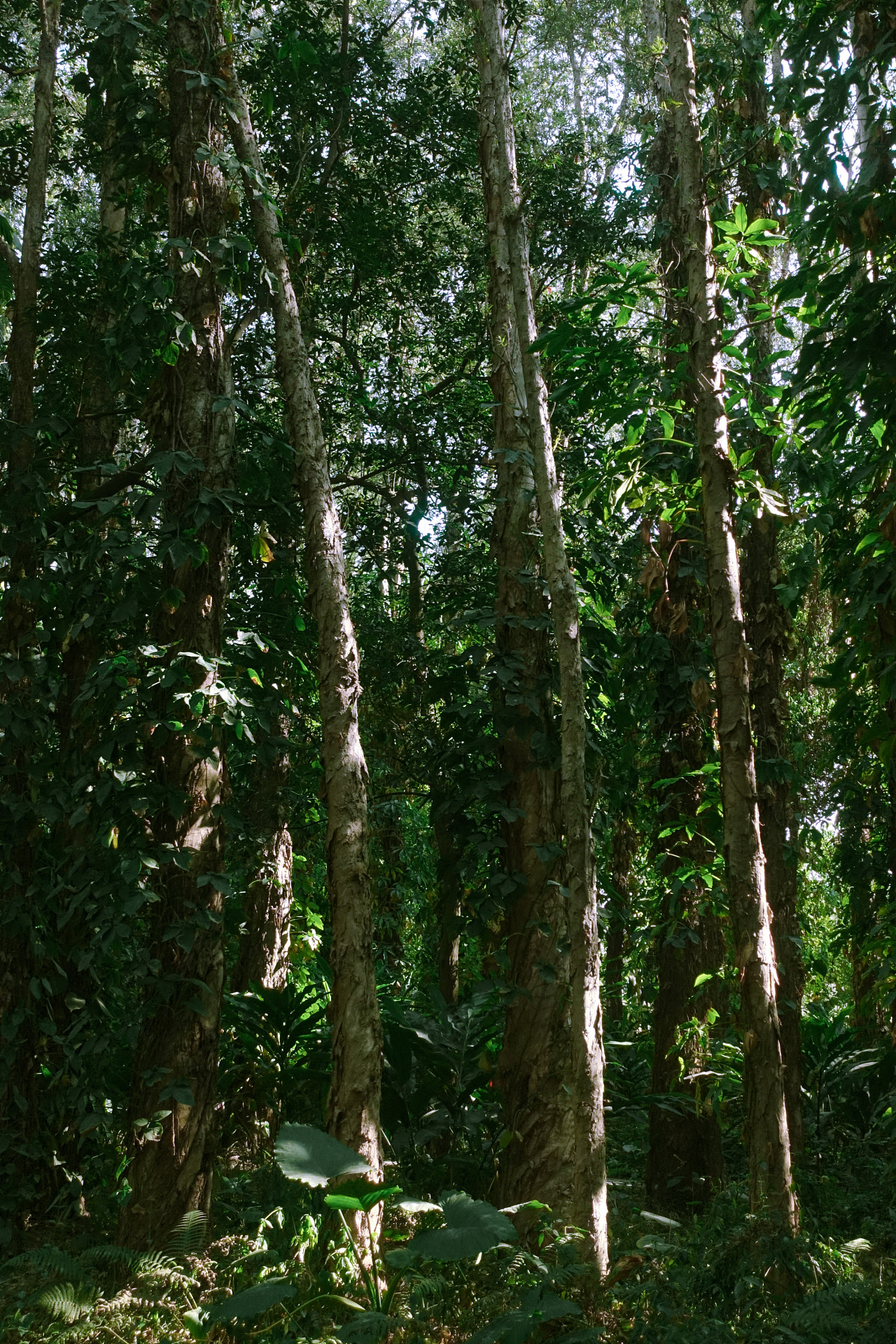 丛林深处-草木皆有灵