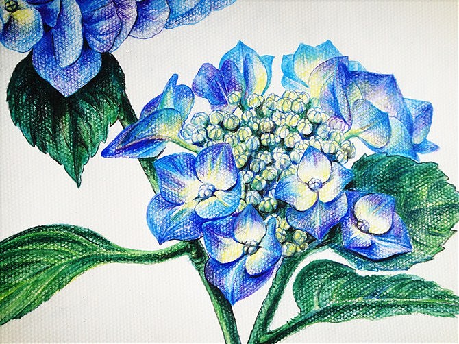 水溶彩铅——八仙花|纯艺术|绘画|火儿_原创作品-站酷zcool