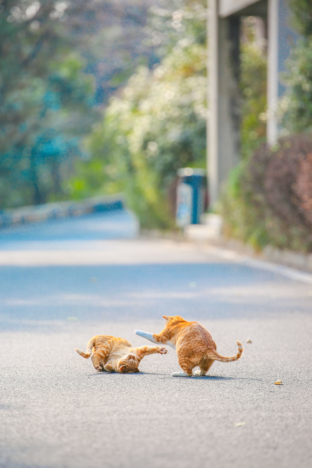 猫不换一周精选20210530