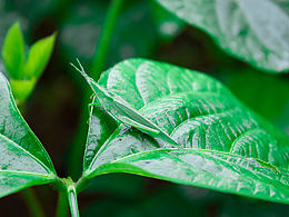 感受鄉(xiāng)村生活