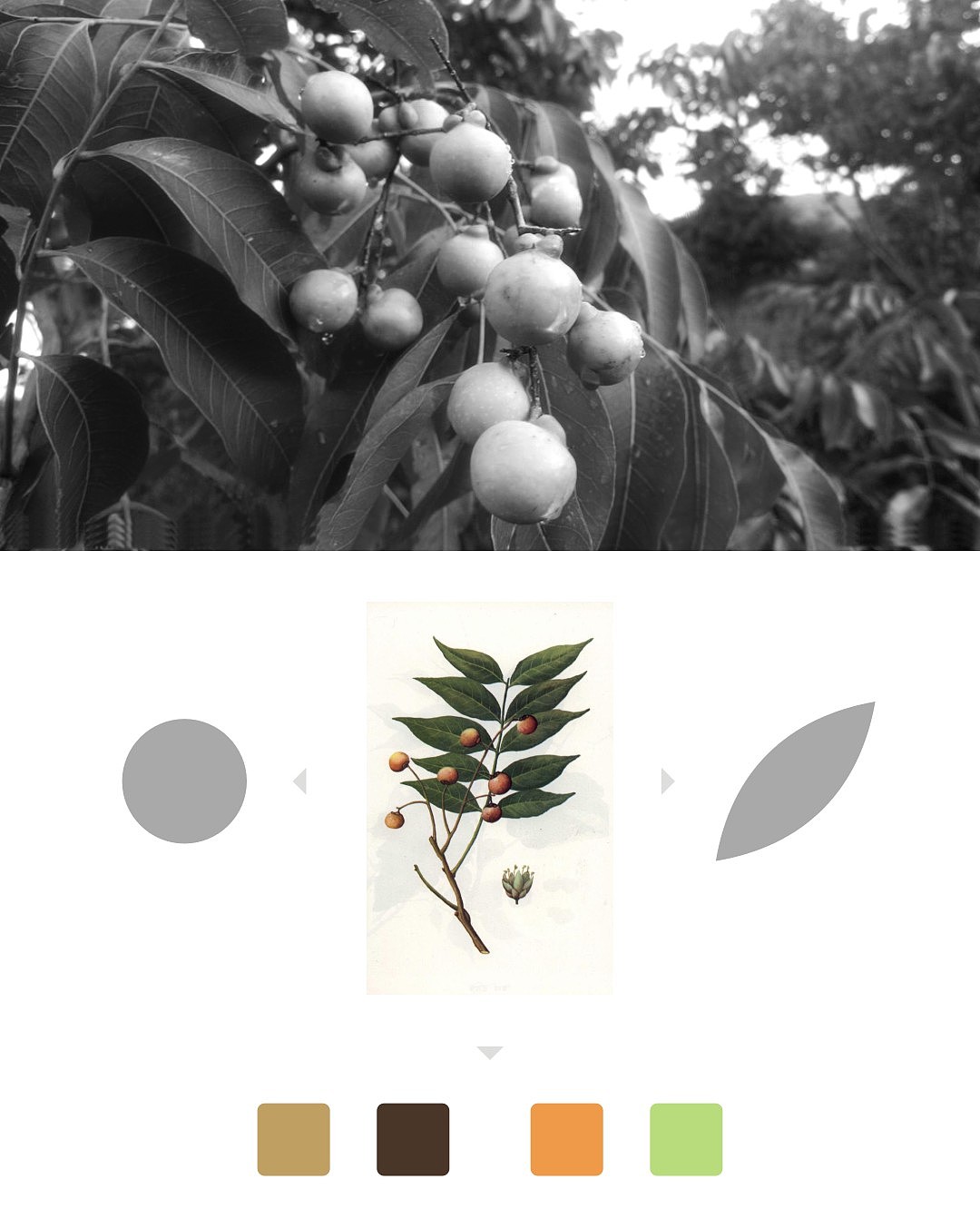 莎普娜天然洗化类标志包装设计