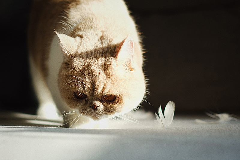 加菲猫朵朵 宠物摄影（图ZMTg1NDY3ODg0） - 宠物摄影 - 站酷设计师_呼叫派大星原创素材 - 站酷ZCOOL