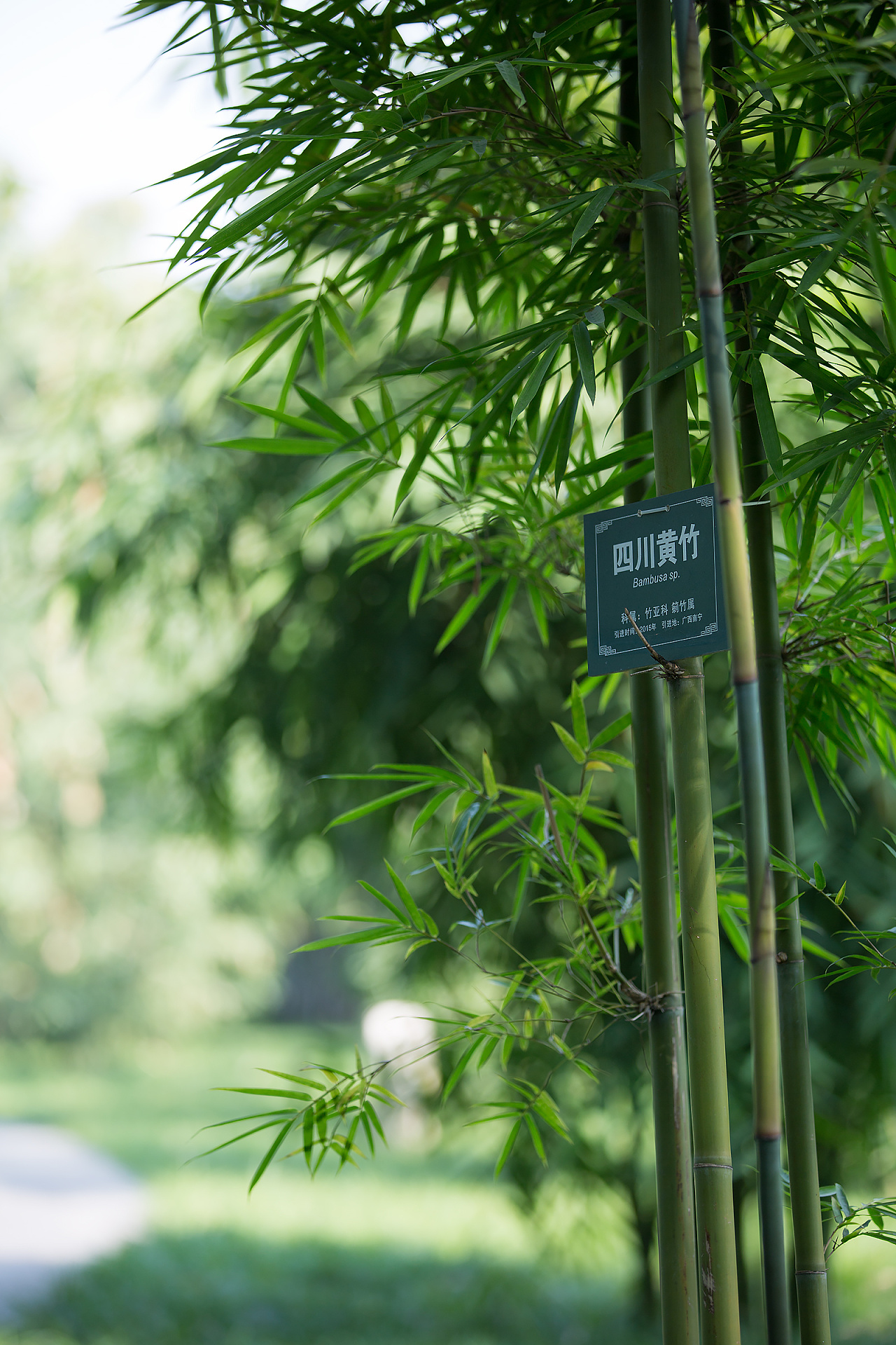 【"成摄"原创第28辑】成都望江楼公园之竹记