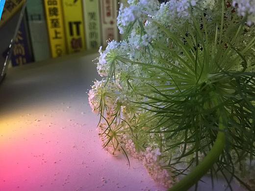 胡萝卜的花开