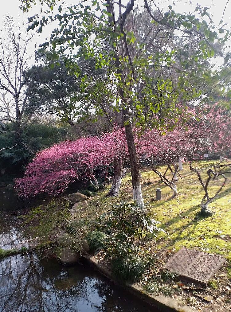 杭州.柳浪闻莺公园（2月打卡）（图ZMzY0Mjk3NTE2） - 风光摄影 - 站酷设计师东逛西摄原创素材 - 站酷ZCOOL