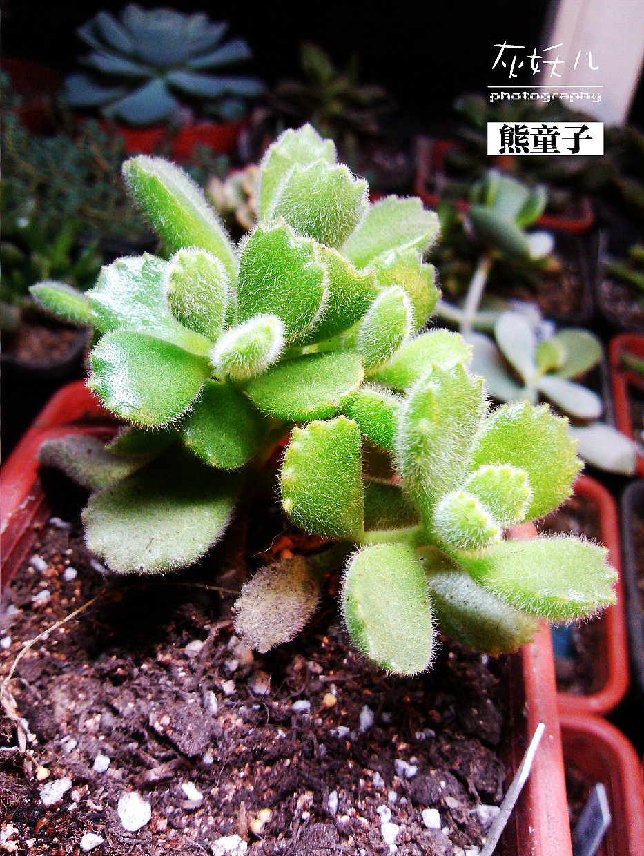 我家美丽的多肉植物（图ZOTU0NjA0NA==） - 其他摄影 - 站酷设计师灰妖儿原创素材 - 站酷ZCOOL