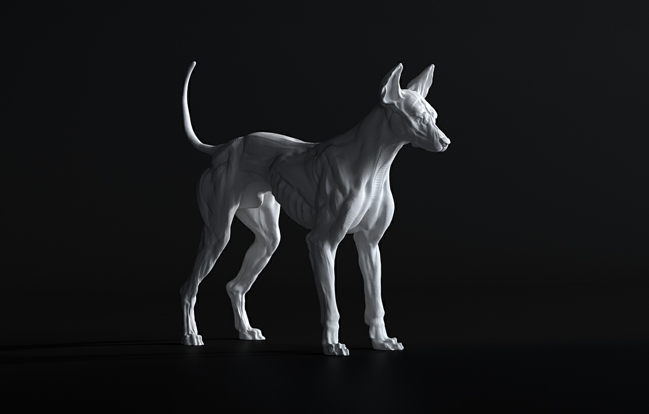 动物皮肤肌肉犬类肌肉解剖3D模型 Canine Anatomy Model _ CGalpha
