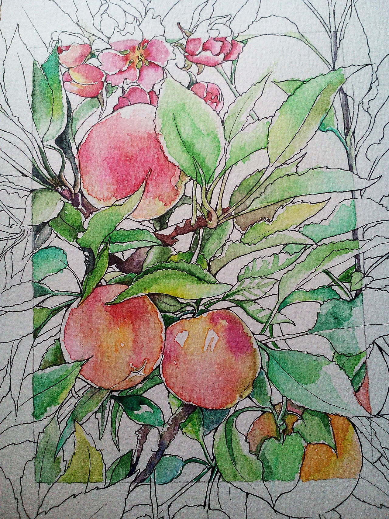 水彩系列练习苹果树