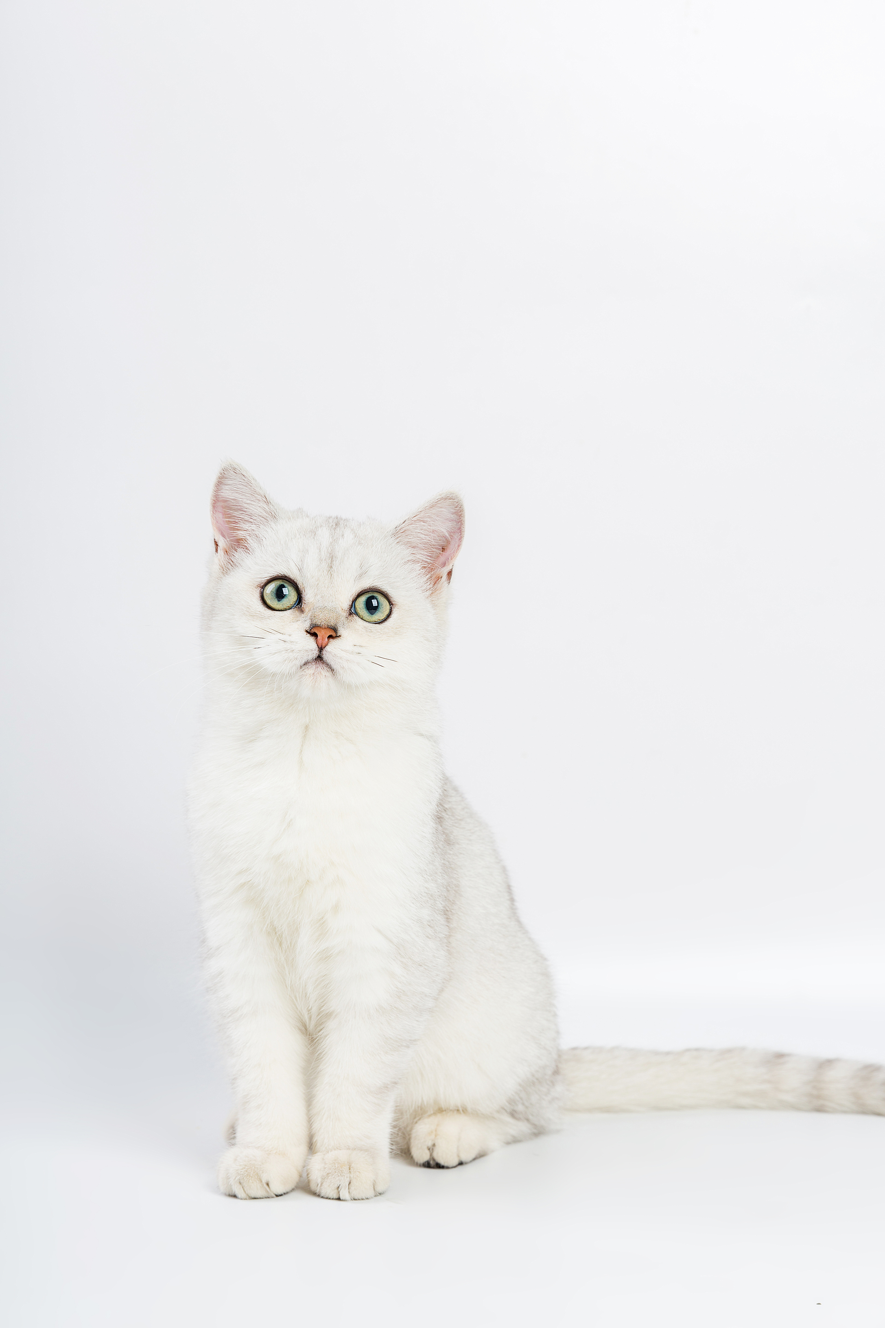 可爱白色猫咪 小猫 壁纸-壁纸图片大全