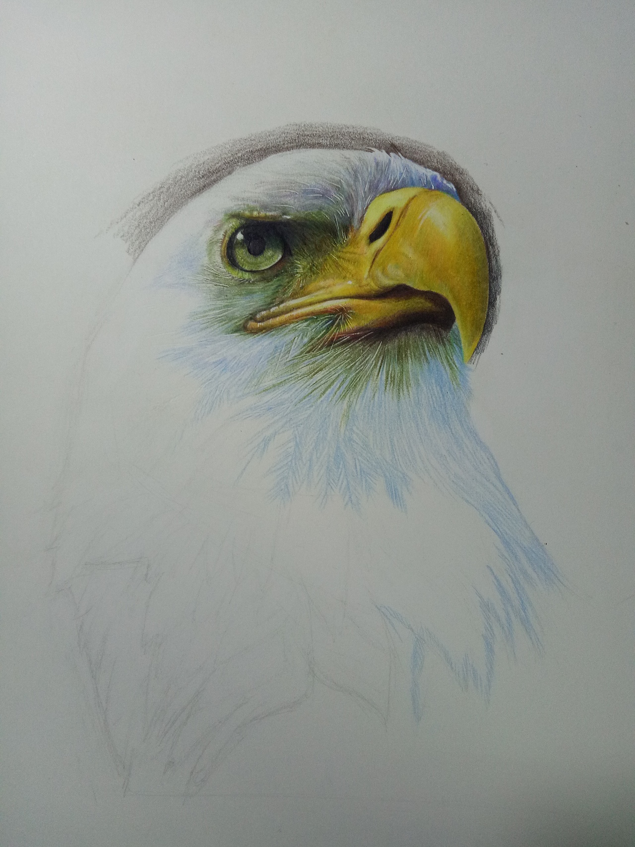 彩铅手绘 【白头海雕】（图ZMTI5Mzk0NDAw） - 绘画 - 站酷设计师Kaye_原创素材 - 站酷ZCOOL