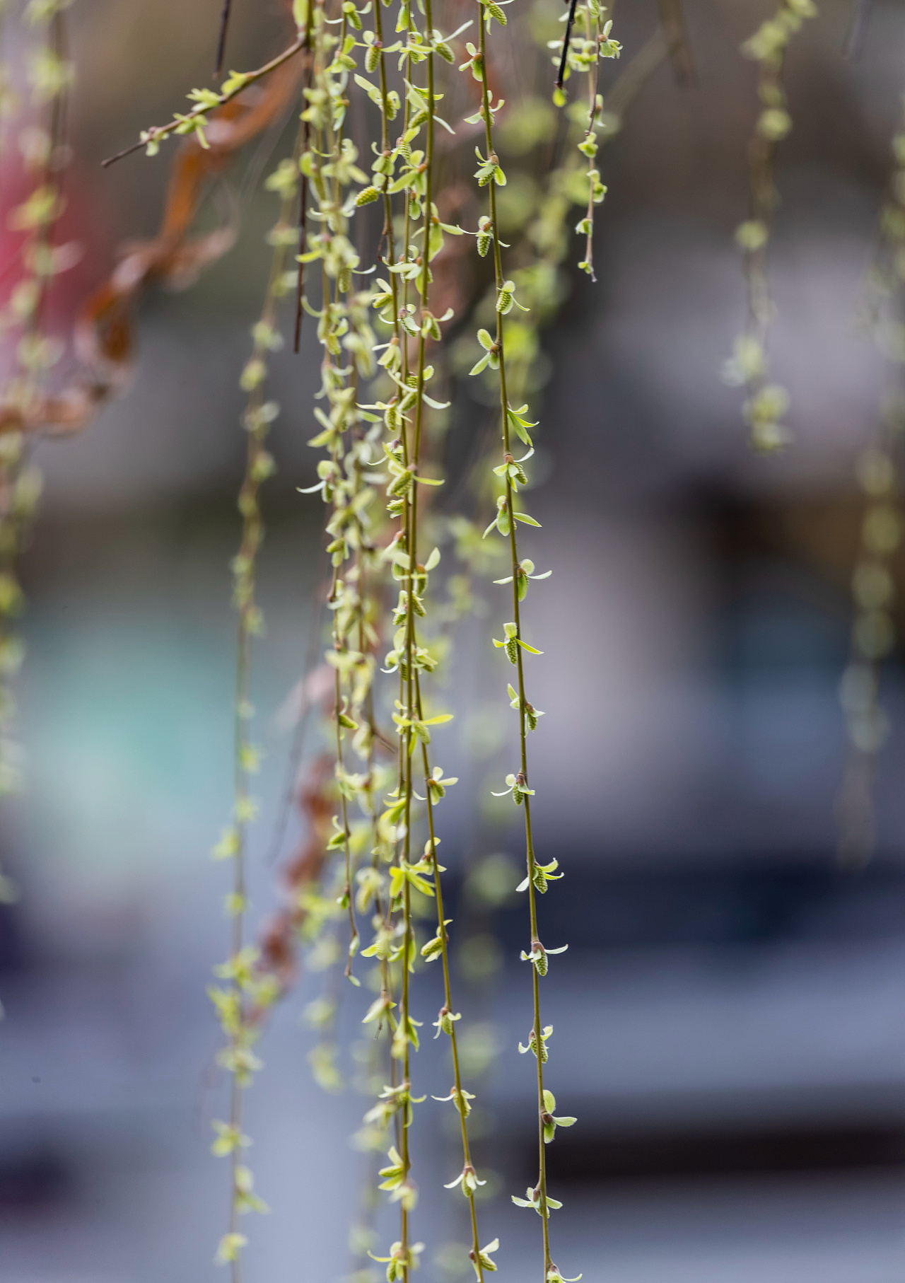 重庆南川:春风杨柳万千条