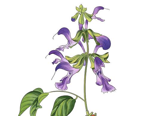 年终总结系列三（写实植物插图）
