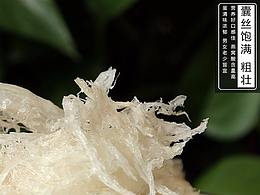 燕窝虫草摄影