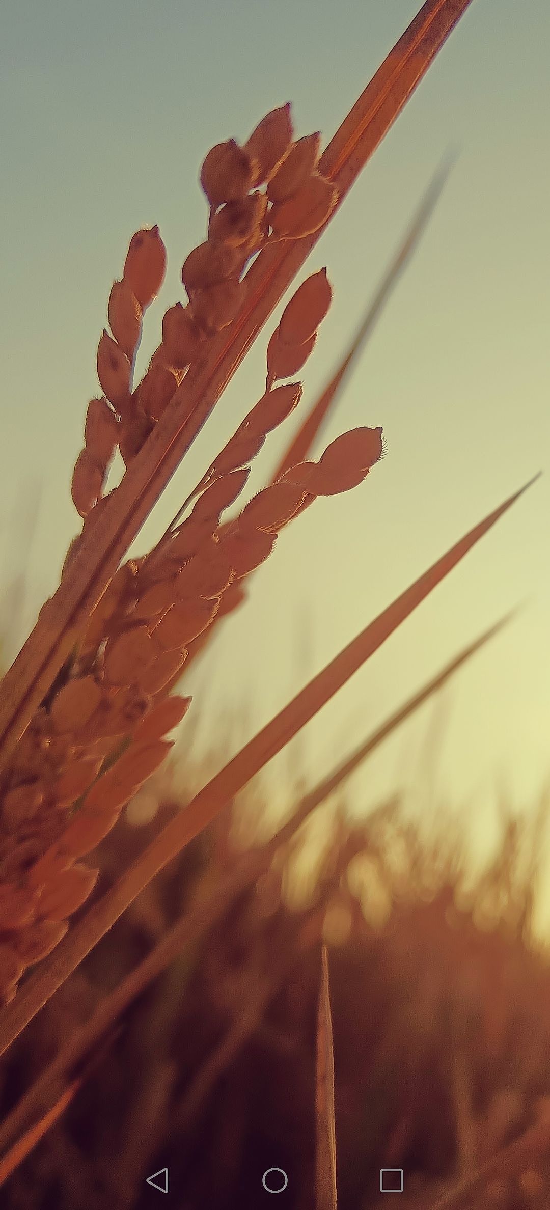 随拍（图ZMzMxNjEwMzg4） - 风光摄影 - 站酷设计师平淡生活sh原创素材 - 站酷ZCOOL