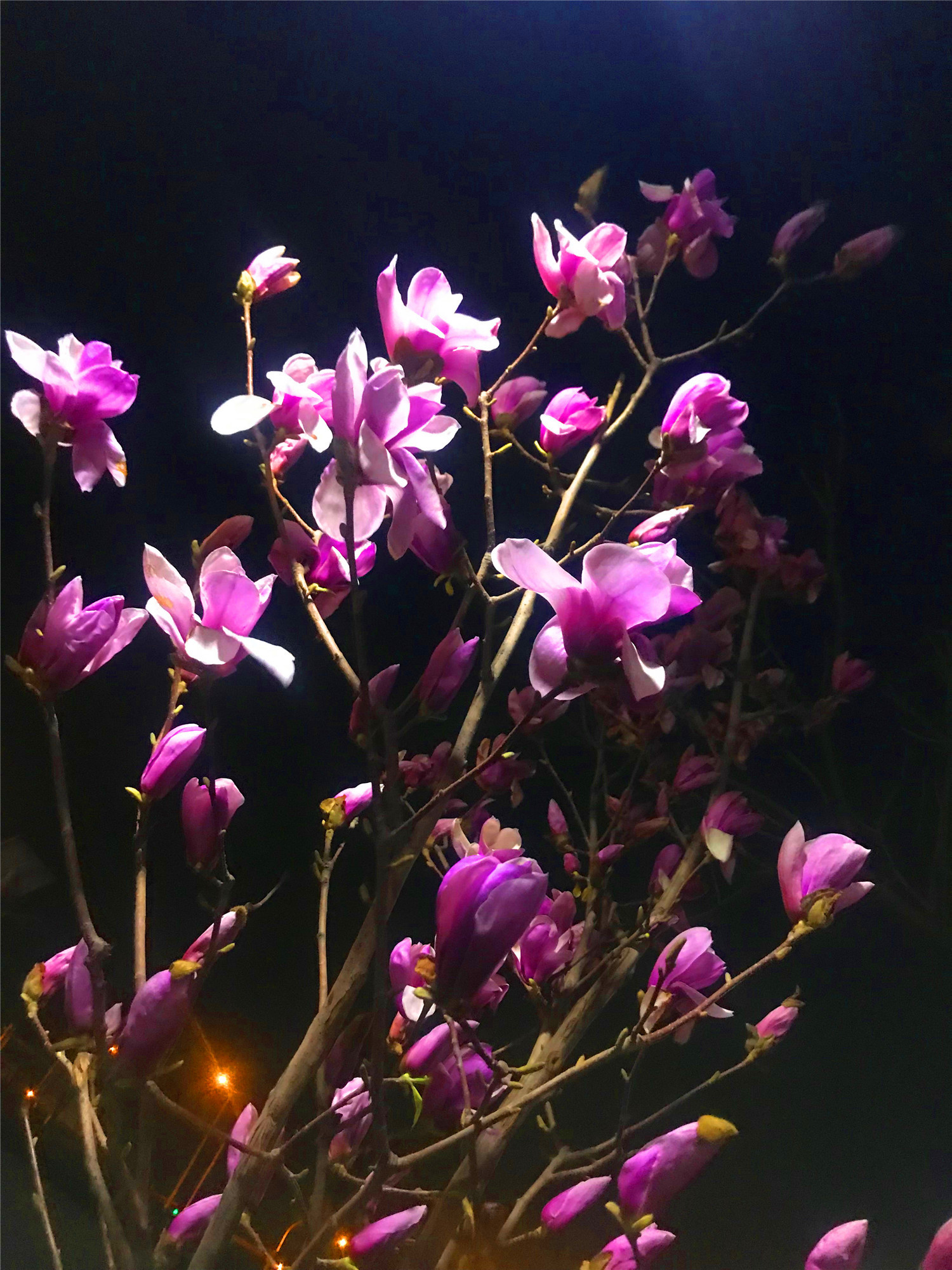 刘勇良手机纪实摄影:夜幕下的玉兰花