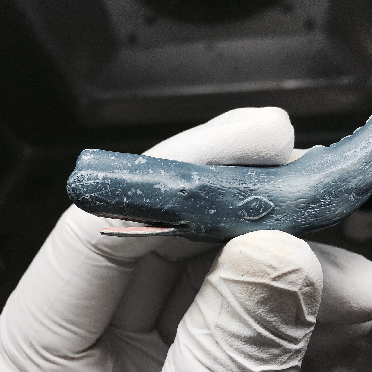 抹香鲸大战鱿鱼