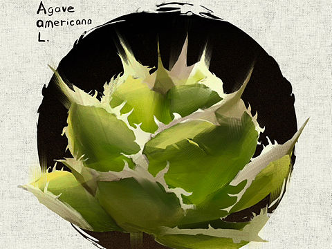 植物插画（个人主页-ZNjg3MjM1MTY=） - 绘画 - 站酷设计师Niko的小画站原创素材 - 站酷ZCOOL