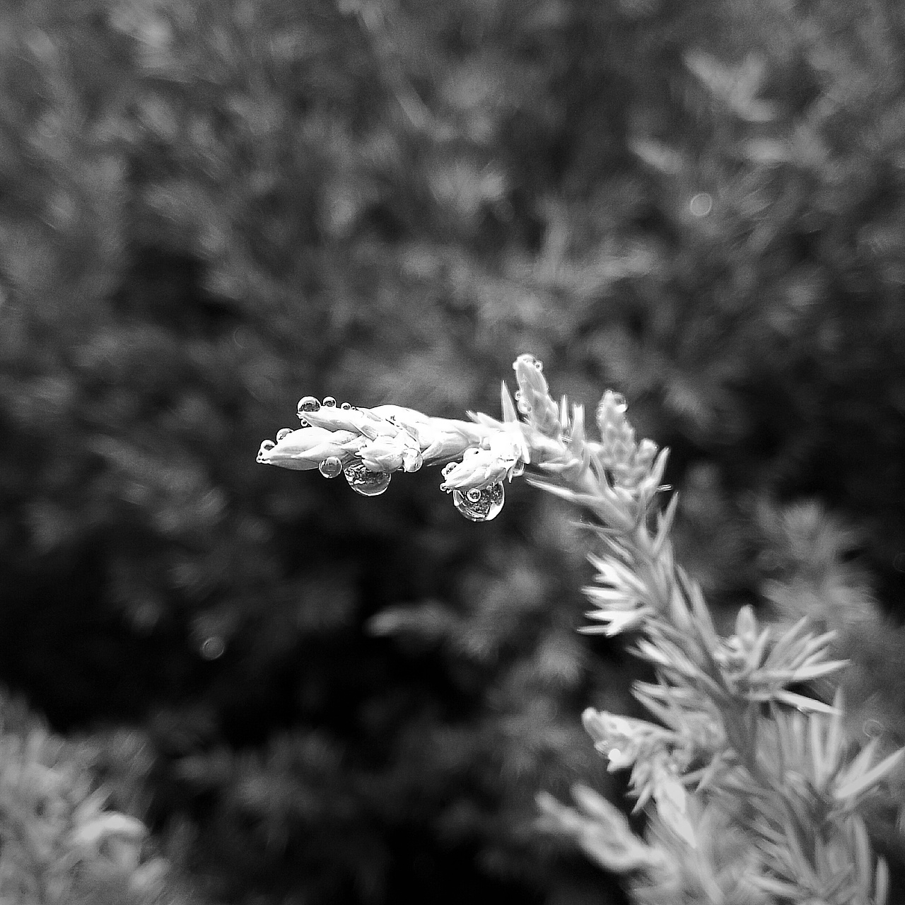 雨后山间露水/魅族MX3微距拍摄