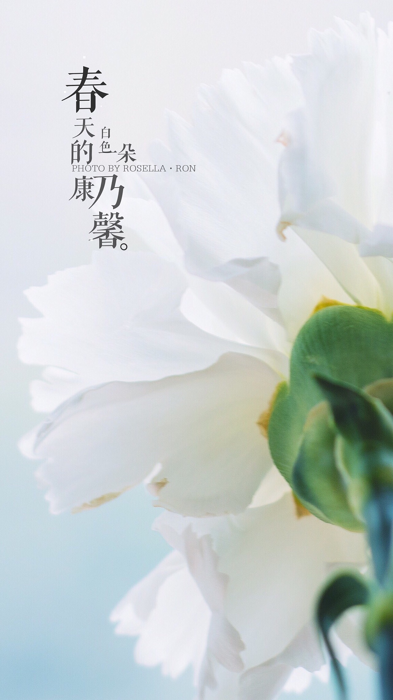 白色康乃馨 電腦桌布 | 1600x900 桌布下載 | HK.HDWALL365.com