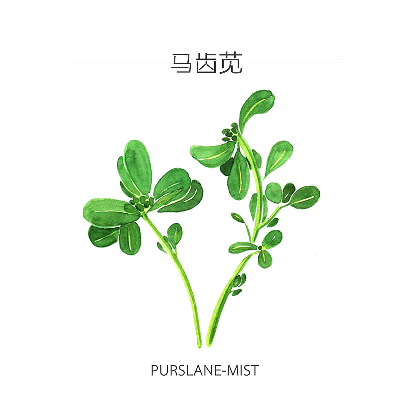人类食谱-蔬菜（图ZMzY4MDg5ODA=） - 商业插画 - 站酷设计师反派放映原创素材 - 站酷ZCOOL