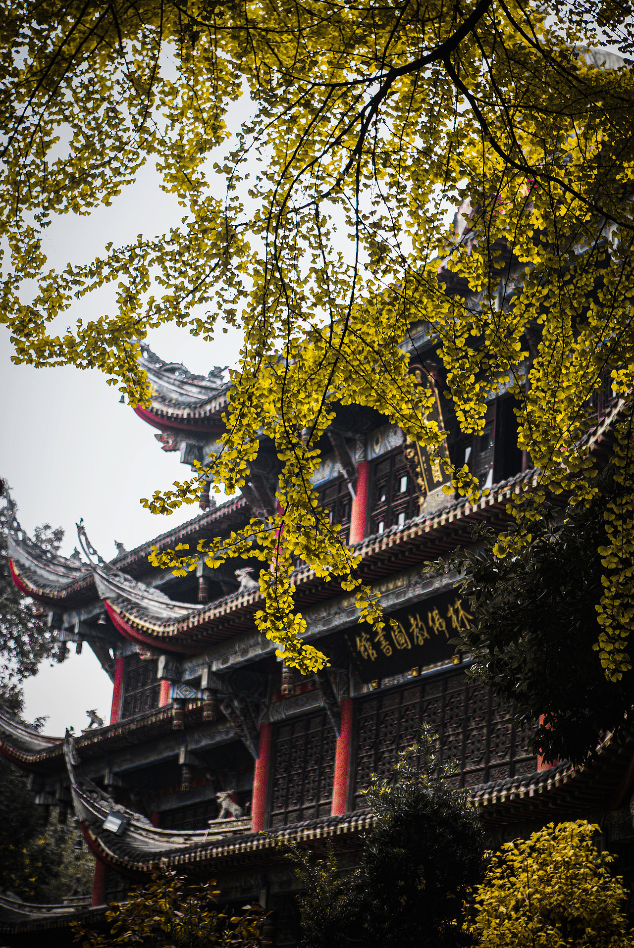 成都银杏点缀下的文殊院