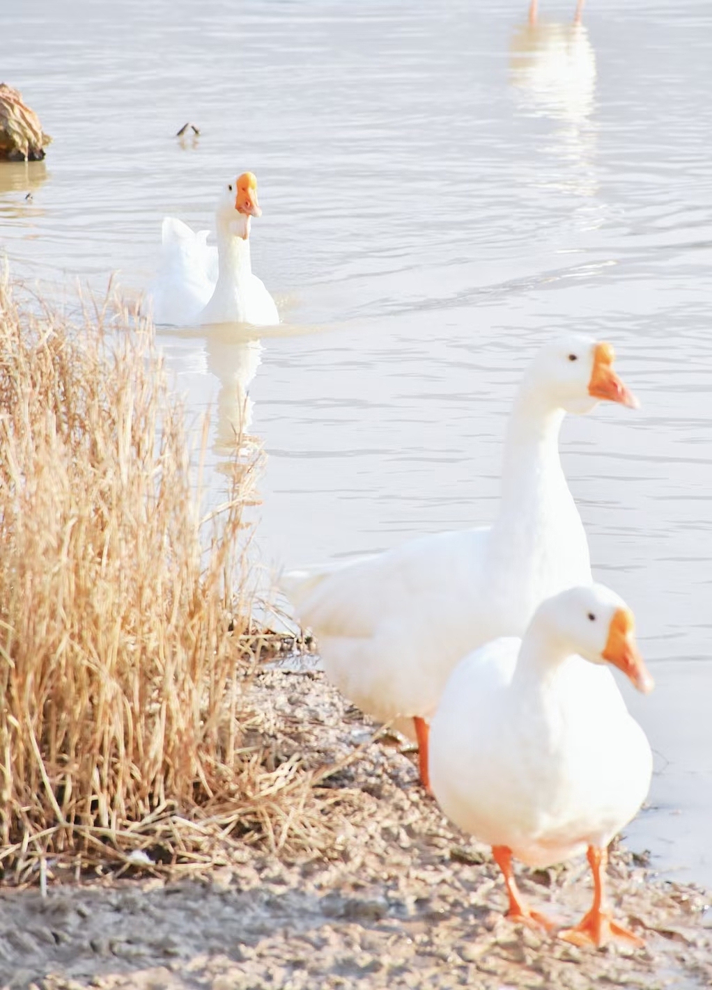 天水小城的大白鹅