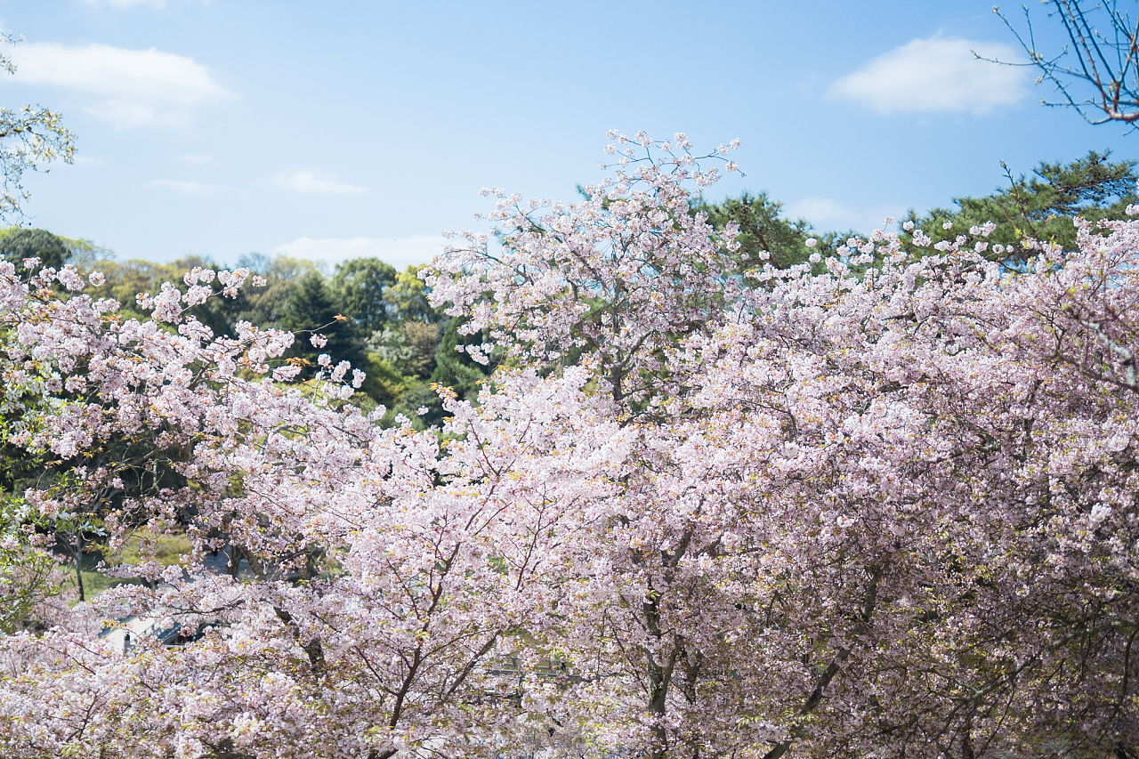 今年奈良4月16日还在盛开的樱花，气候的不确定也让我们本次有幸一路与樱花为伴
